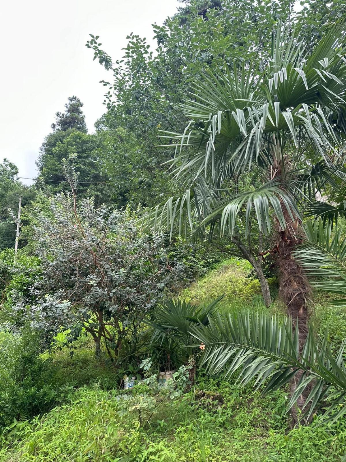 Shamil House Guest House Makhinjauri Luaran gambar